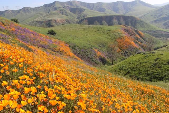 Chino Hills State Park - Image 3