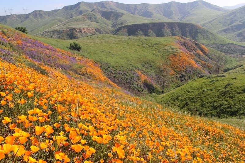 Chino Hills State Park - Image 3