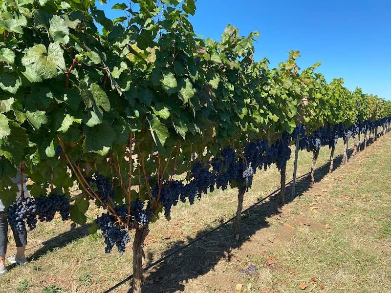 Daisy Creek Vineyard - Image 1