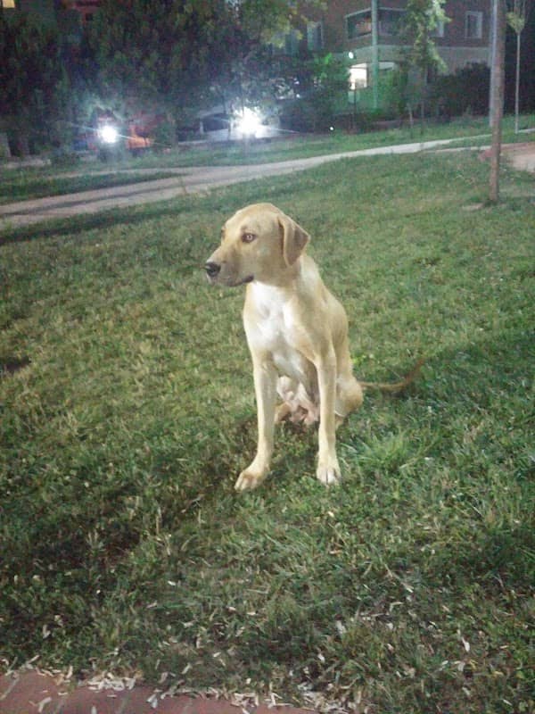 Ihlamur Sk. Parkı - Image 1