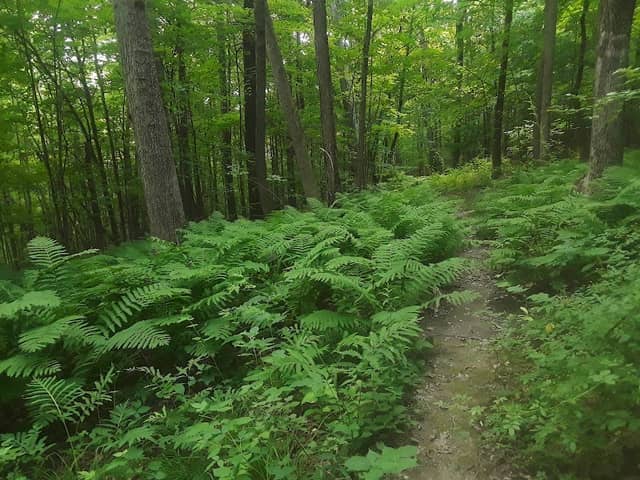 Rob's Trail Preserve - Canadice Lake - Image 1