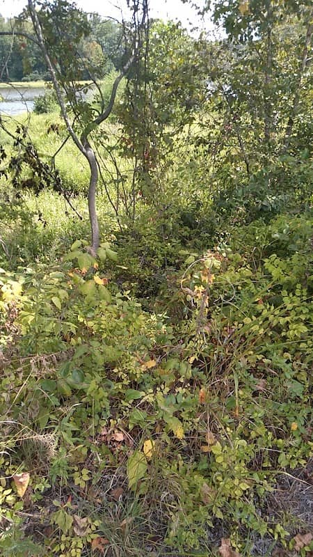 Scenic View - Image 2