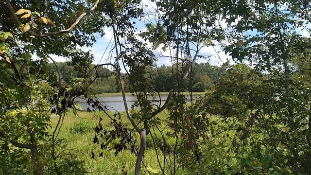 Scenic View - Image 1