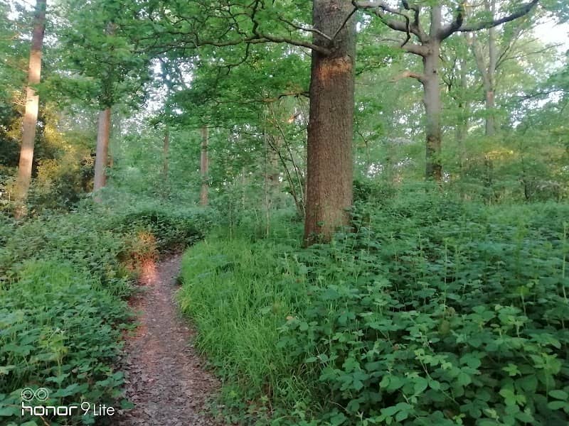 Southcrest Wood - Image 1