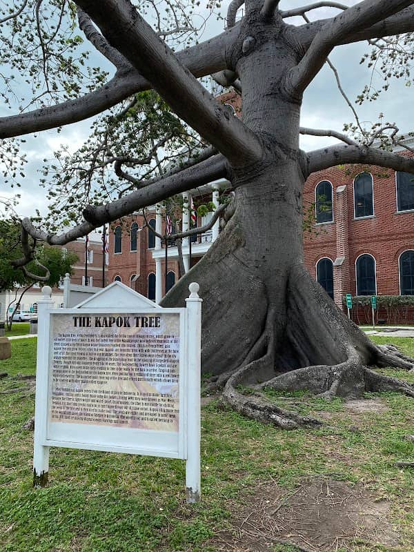 The Kapok Tree - Image 1