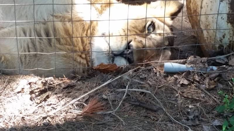 Spruce Haven Pet Resort - Image 1