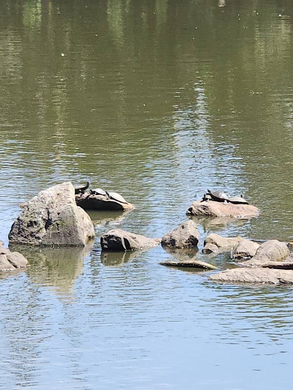 Turtle Rock - Image 1