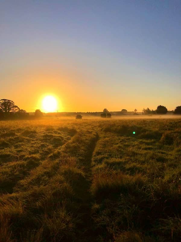 Comber Meadow - Image 2
