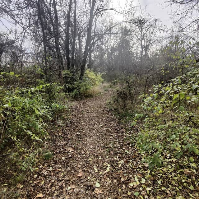 Pine Woods Park - Image 1