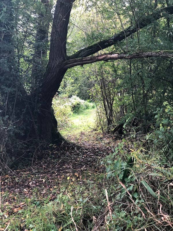 Marsh Common - Image 2