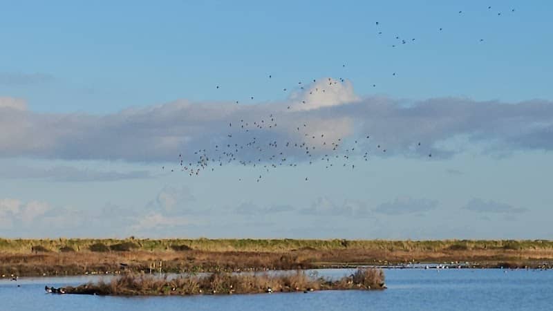 Island Hide - Image 1