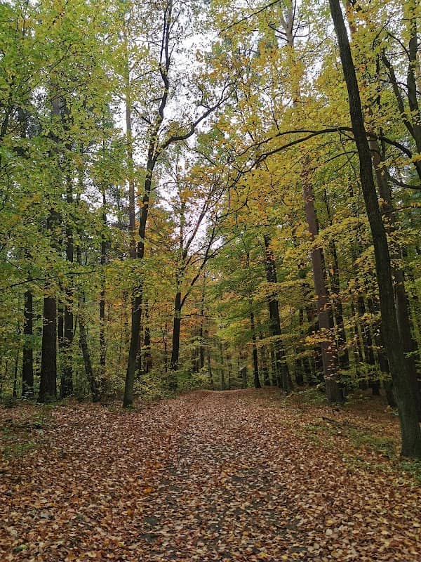 Bory niemodlińskie - Image 1
