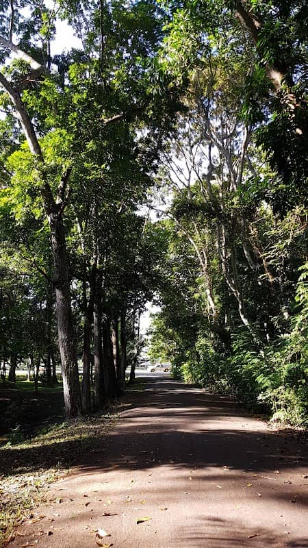 Urban Forest (Rừng đô thị) - Image 1