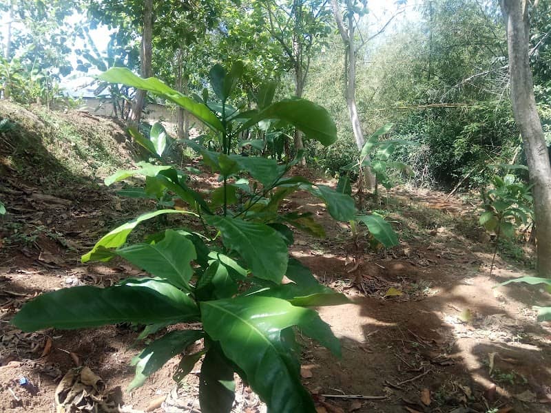Kebun Kopi Edukasi - Image 2