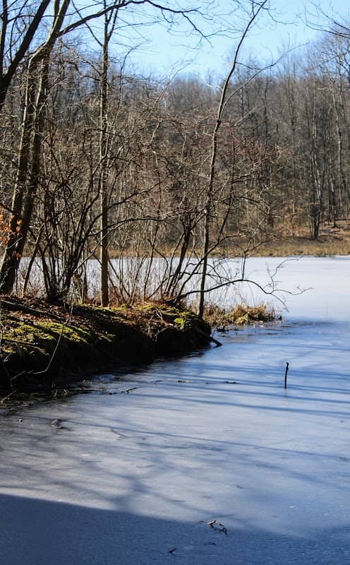 Beaver Meadow Enchanted Forest - Image 1