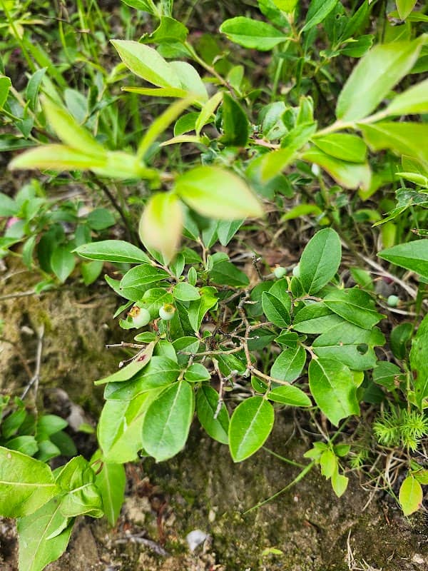 Bruno's blueberry hideout - Image 1