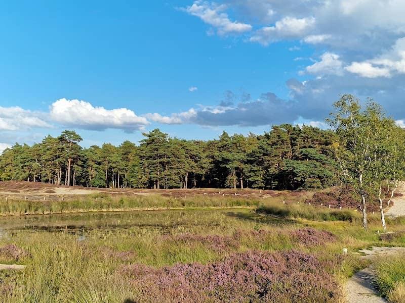 Bosmeertje - Image 1