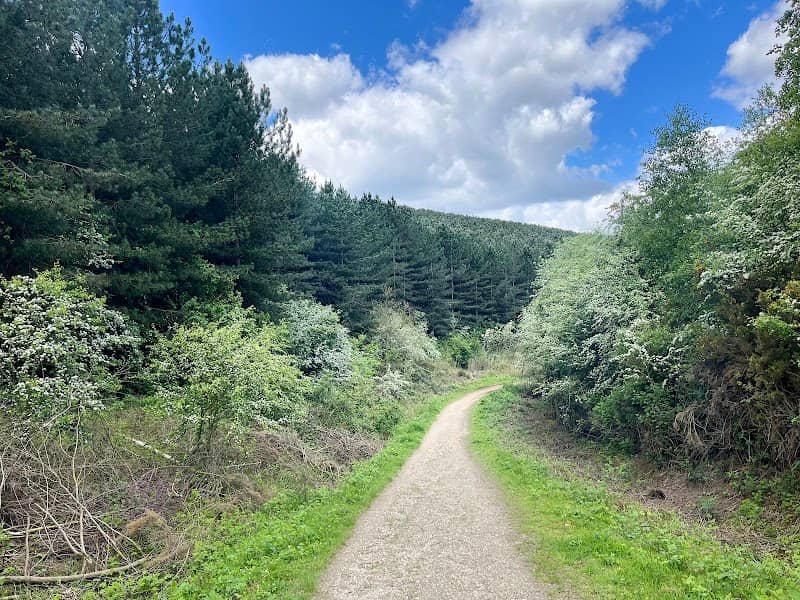 Ollerton Pit Wood - Image 1