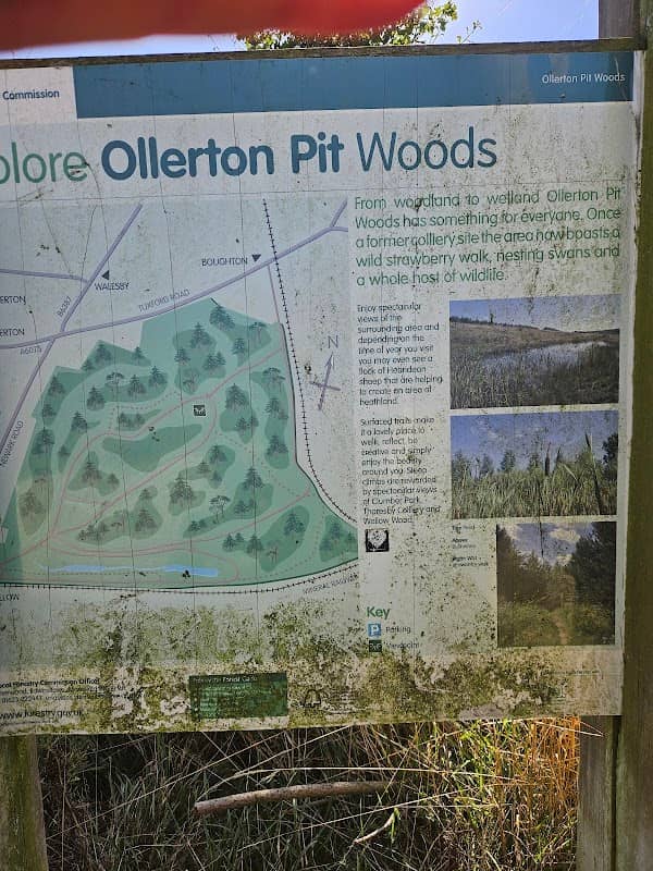 Ollerton Pit Wood - Image 2