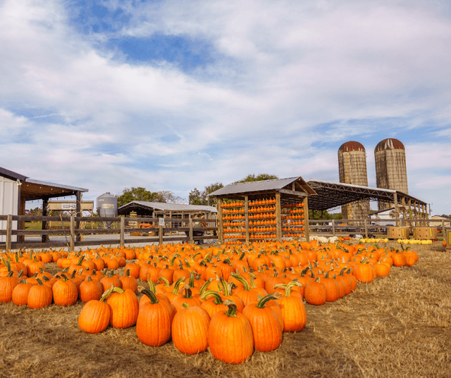 Cagle's Family Farm - Image 2