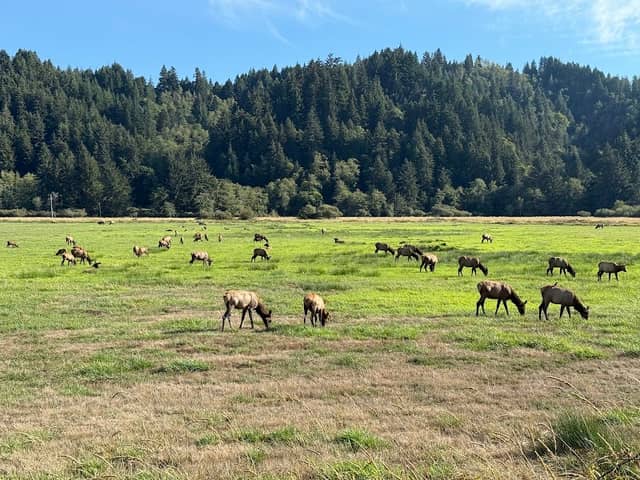 Dean Creek Elk Viewing Area - Image 2