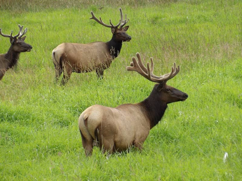 Dean Creek Elk Viewing Area - Image 3