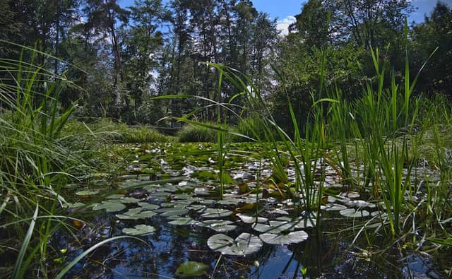 Seerosengarten - Image 3