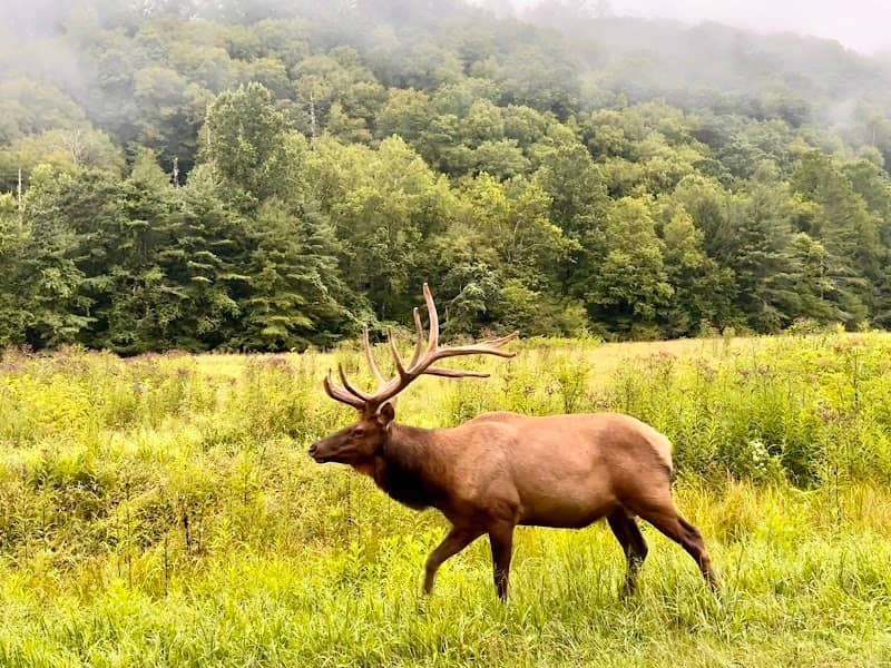 Cataloochee Valley - Elk Watching - Image 1