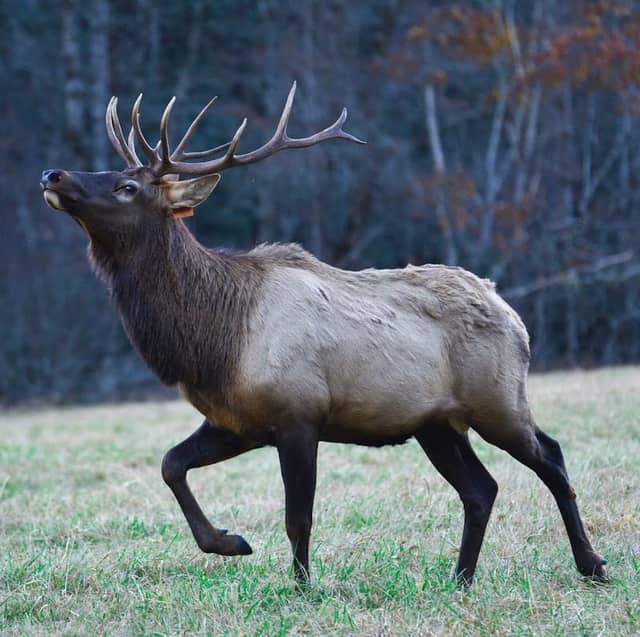 Cataloochee Valley - Elk Watching - Image 2