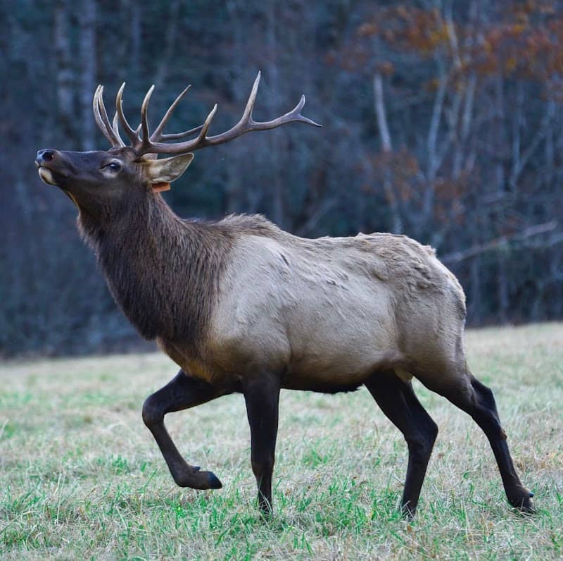 Cataloochee Valley - Elk Watching - Image 2