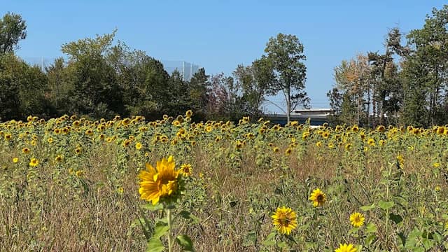 Maria’s Field of Hope parking - Image 1