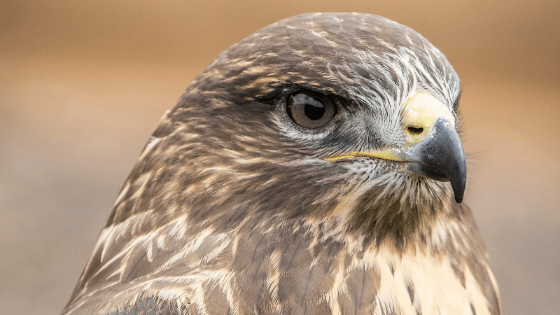 BB Falconry Experiences, Lanes Garden Centre - Image 1
