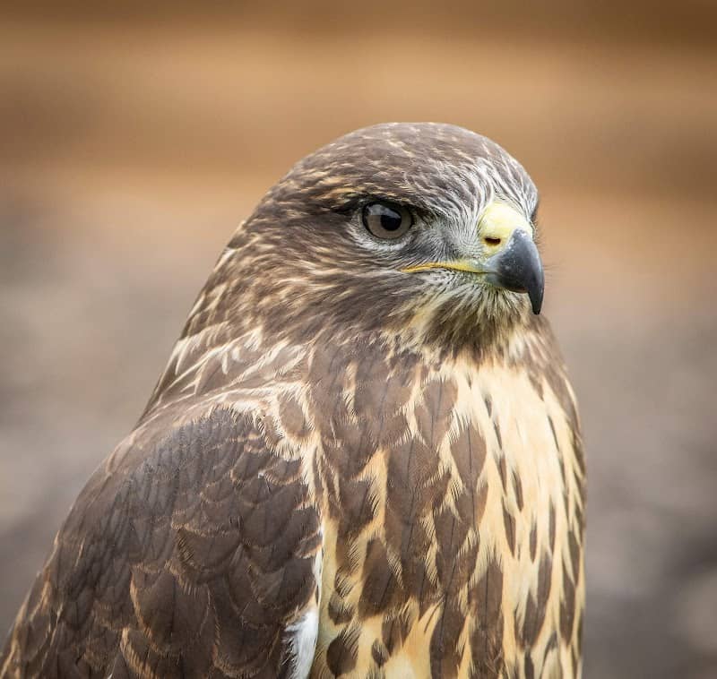 BB Falconry Experiences, Lanes Garden Centre - Image 2