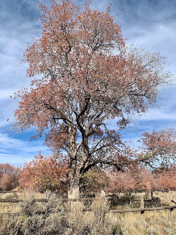 Largest Big Tooth Maple - Image 1