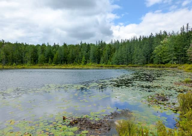 Mud Lake Trail - SR 58 Trailhead - Image 2