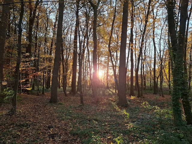 Bentheimer Wald - Image 1
