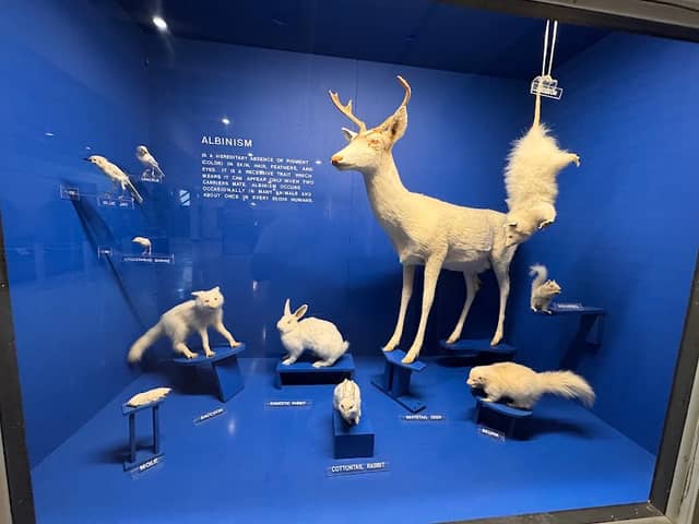 University Museum - Image 2