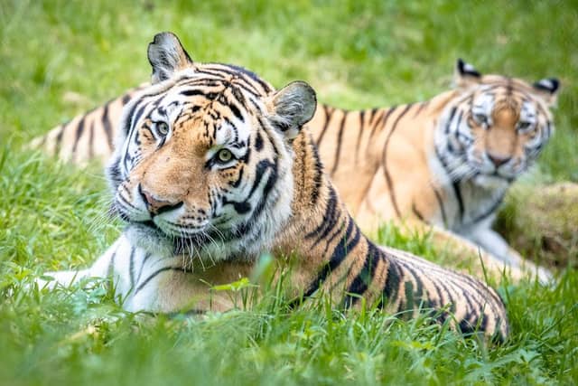 Wildpark Lüneburger Heide - Image 1