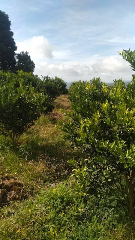 hafzan orange park - Image 1