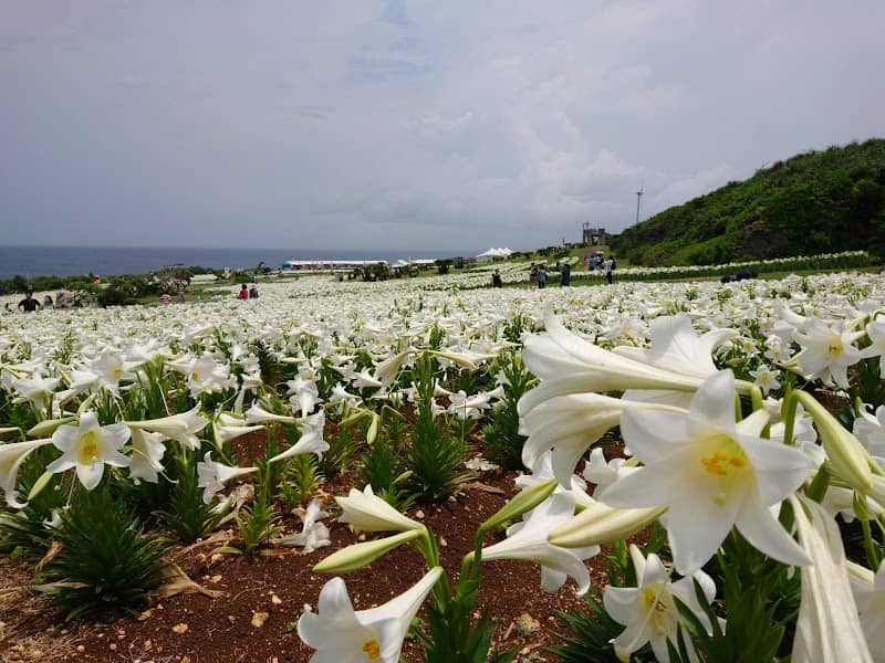 Lily Field Park - Image 1