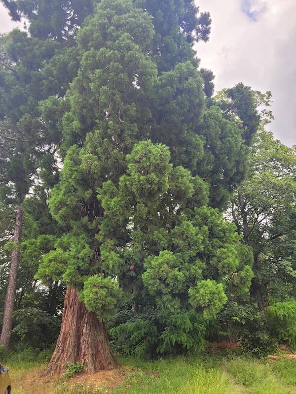 Kaiserbaum Riesenmammutbaum - Image 1
