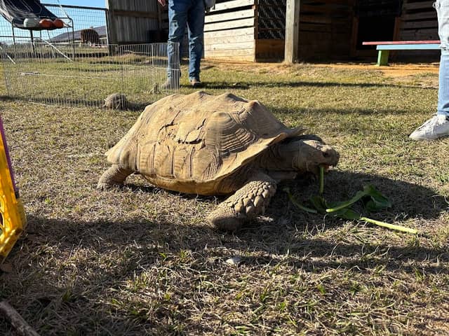 Carly’s Critter Camp - Image 2