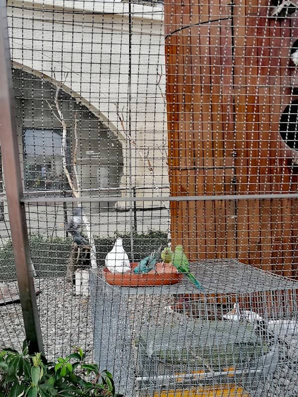 Aviary - Image 2
