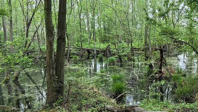 Elephant Swamp Trail - Image 2
