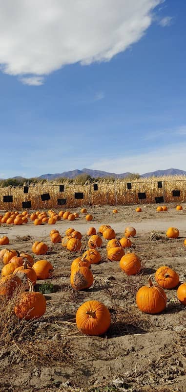 The Crazy Corn Maze & Fright Lights - Image 2