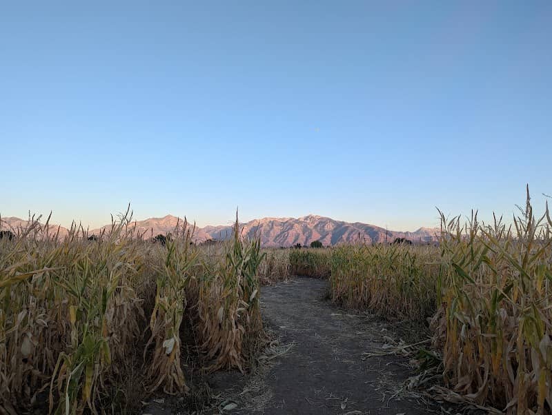 The Crazy Corn Maze & Fright Lights - Image 1