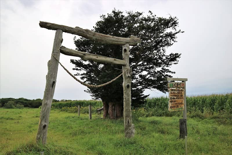 共立(龍神社)のイチイ - Image 1
