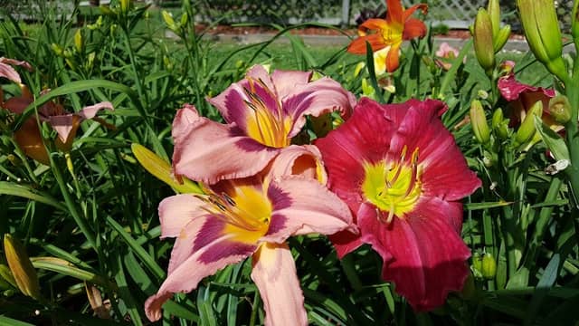 Fleurs de Viv - Image 2
