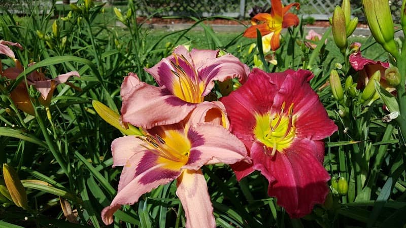 Fleurs de Viv - Image 1