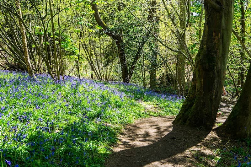 Arger Fen & Spouse's Vale Nature Reserve - Image 1